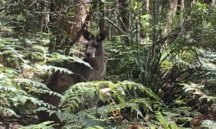 自然のカンガルー