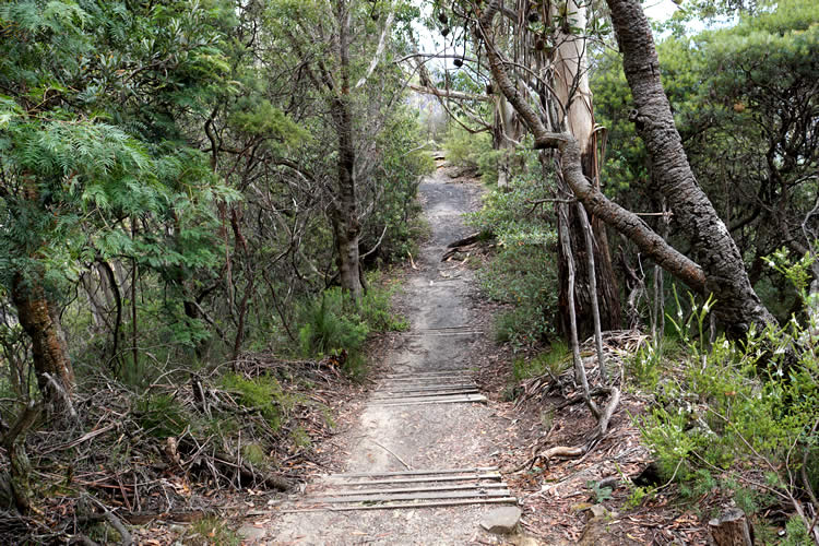 ブルーマウンテンハイキング