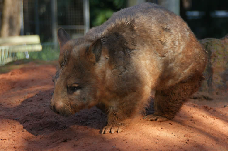 ウォンバット子供