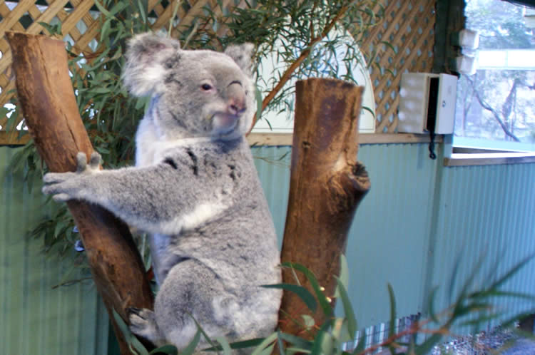 koala