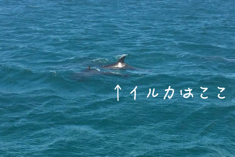 イルカウォチングを体験するためにポートスティーブンスの街に行ってきたよ