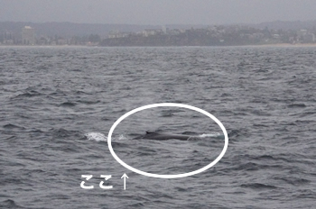 クジラ2