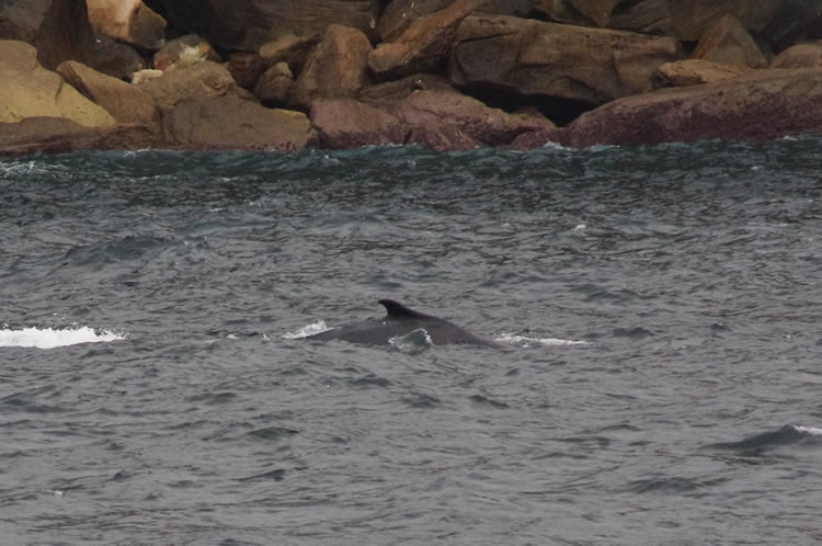 子供のクジラ