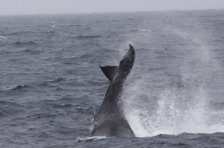 ベストショット