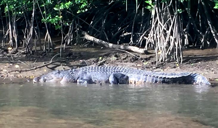 川のほとりにクロコダイル！
