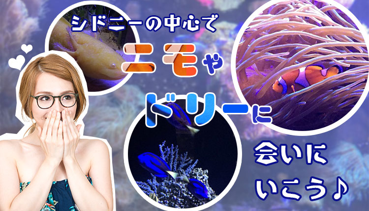 シドニー水族館、魅惑の海の世界を探検！