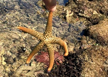 ヒトデを発見！