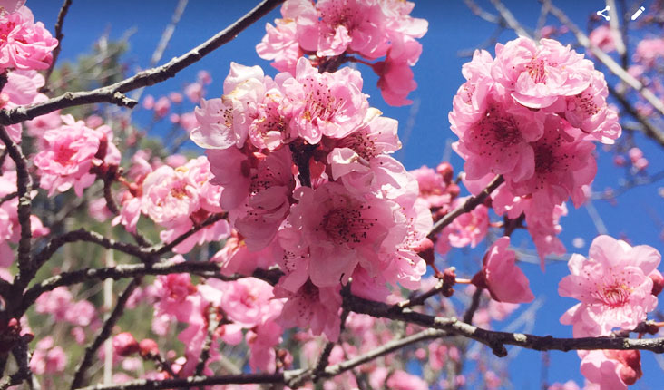 sakura