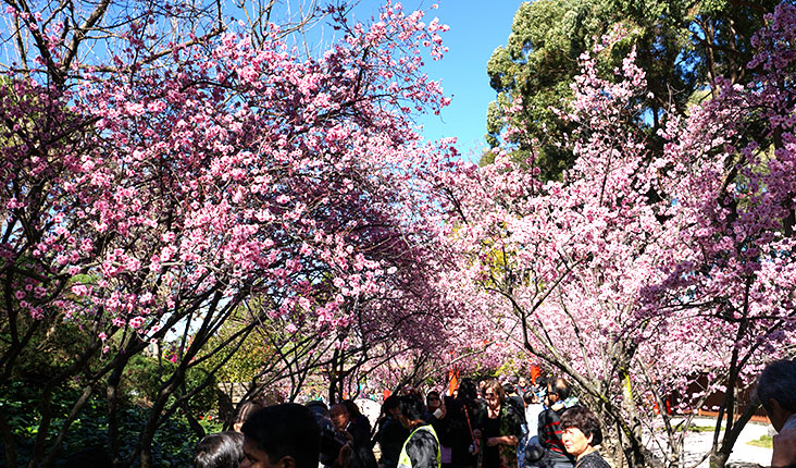 sakura2