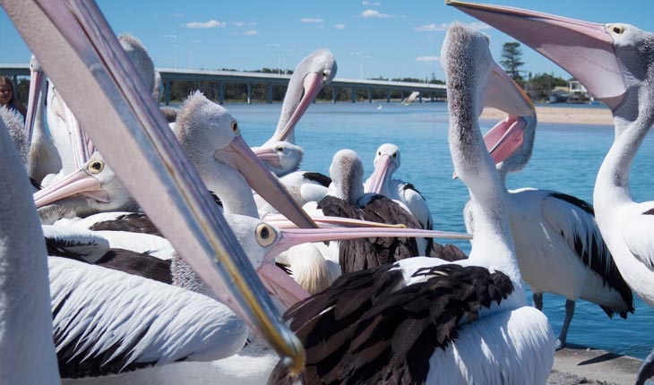 ペリカンが飽きるほど見れる！シドニーから週末に電車で行けるセントラルコースト、「ジ・エントランス (The Entrance)」