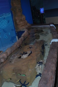 DSC_0259 (1)