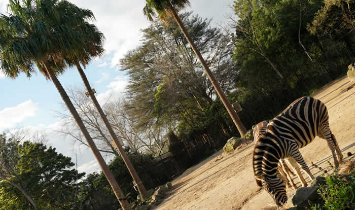 melzoo