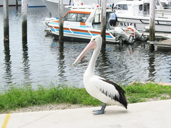 ペリカン