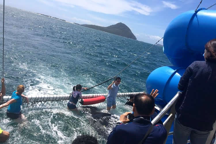 イルカと泳ぐ